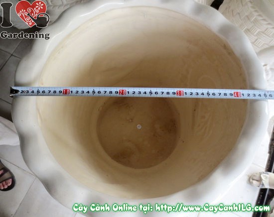 Chậu ba chân men trắng tròn quả khế - ứng dụng trưng bày