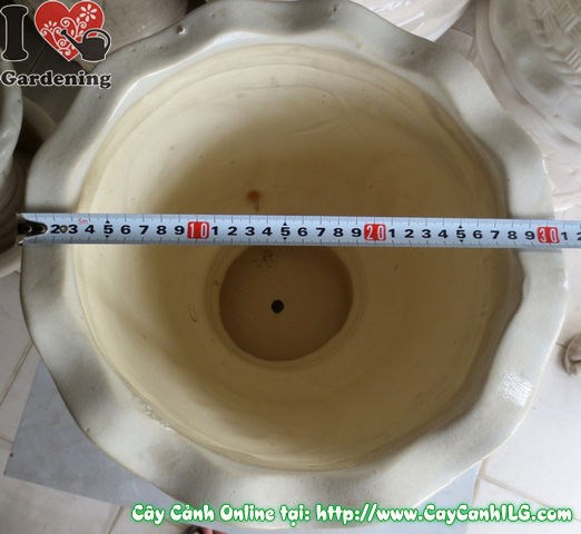 Chậu ly men trắng tròn mẫu 2 – nhìn đầy đủ với cây cảnh