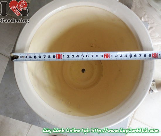 Chậu men trắng tròn thấp mẫu 2 Ms 04921 hình thực tế