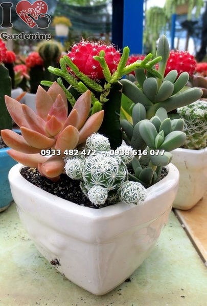Chậu xương rồng trái tim - cách chăm sóc và tưới nước đúng cách
