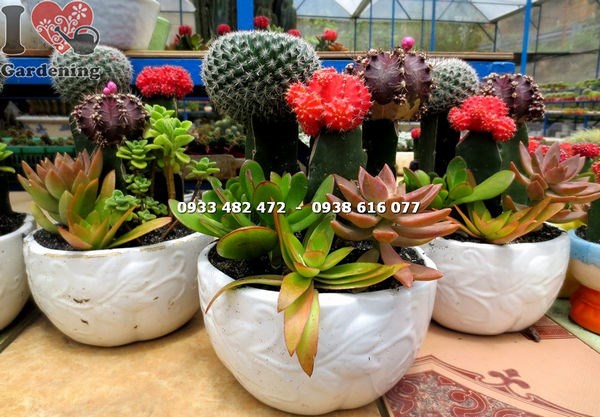 Chậu xương rồng tròn lớn đẹp sỉ lẻ tại ILG