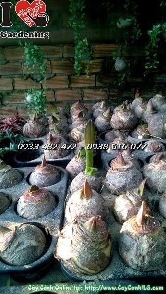 Củ hoa huệ tây – vẻ đẹp quý phái, hương thơm nồng nàn