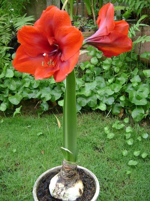 Vườn hoa huệ tây - loa kèn trồng hàng loạt cảnh quan