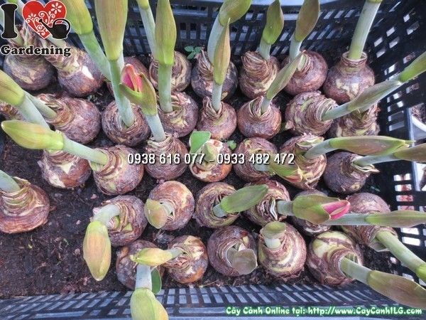 Hoa huệ tây nở đúng dịp nhờ kỹ thuật kích hoa đúng cách