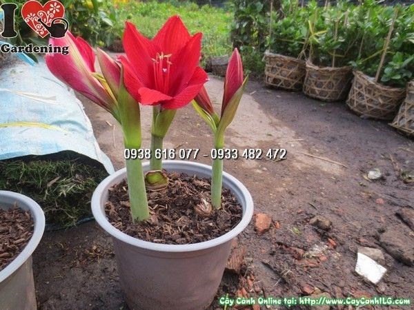 Cây huệ tây phát triển xanh tốt sau khi chăm sóc đúng cách