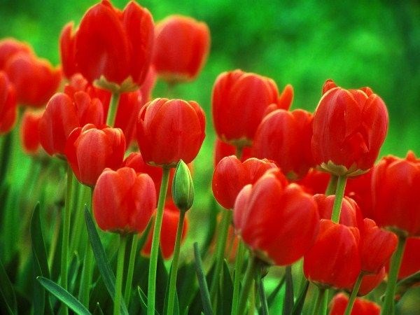 hoa tulip nở rực rỡ nhiều màu sắc - ILG
