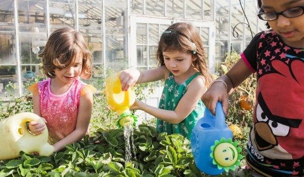 Dịch vụ chăm sóc cây cảnh ILG - chuyên nghiệp, tận tâm