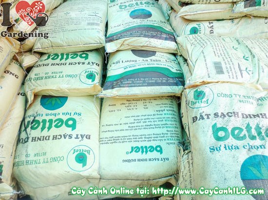Chăm sóc và bón phân cho cây cảnh sau khi trồng bằng đất sạch