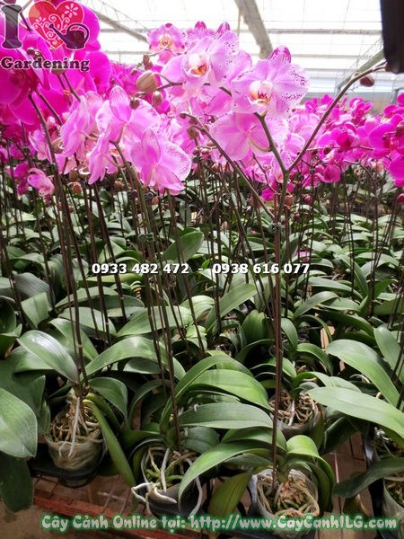 Hoa phong lan hồ điệp màu hồng đột biến - cận cảnh bông hoa đốm tím