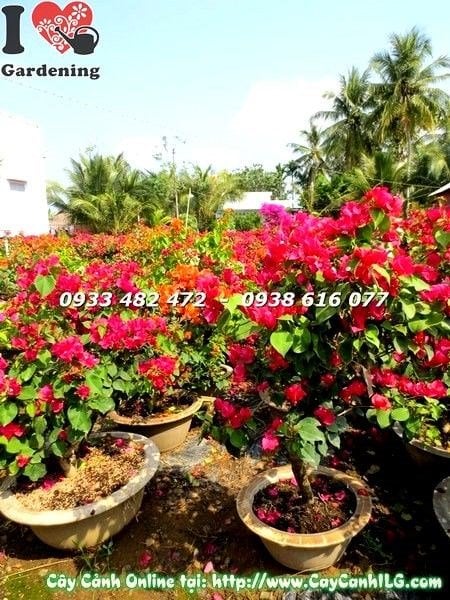 Vườn bông giấy nhiều màu rực rỡ sắc hoa tại vườn ILG