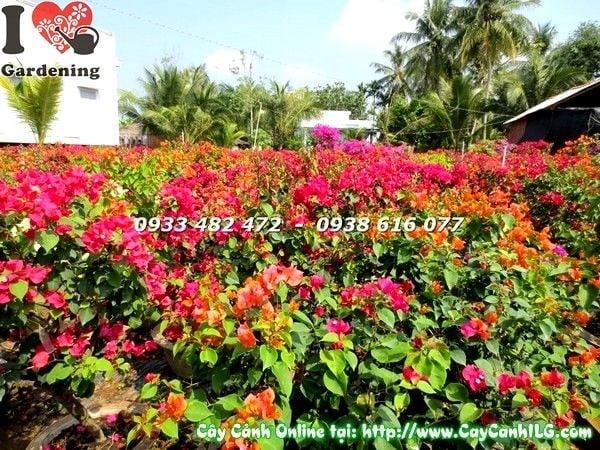 Chăm sóc vườn cây bông giấy nhiều màu – hướng dẫn từ ILG