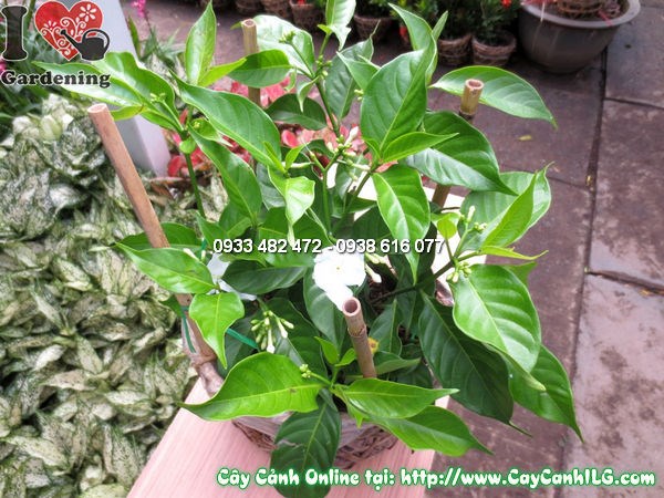 Cây lài trâu cao 25cm hoa trắng tinh khôi tại ILG