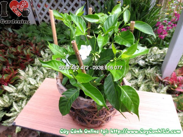 Cây lài trâu cao 25cm trồng sân vườn lối đi cảnh quan