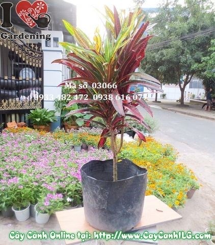 Cây Da Huy phát triển tươi tốt trong điều kiện ánh sáng đủ