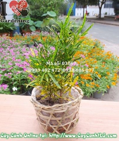 Cây lá màu sao nhái nhỏ cao 20cm – giống cây cảnh lá màu đẹp