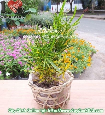 Cây lá màu sao nhái nhỏ – bộ lá tươi đẹp, màu sắc đa dạng