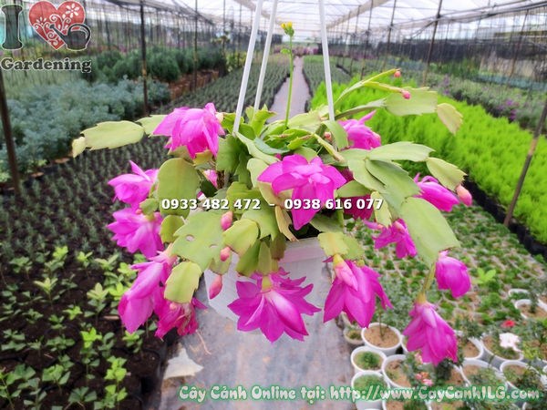 cây lan càng cua hoa hồng trưng bày tại vườn ILG
