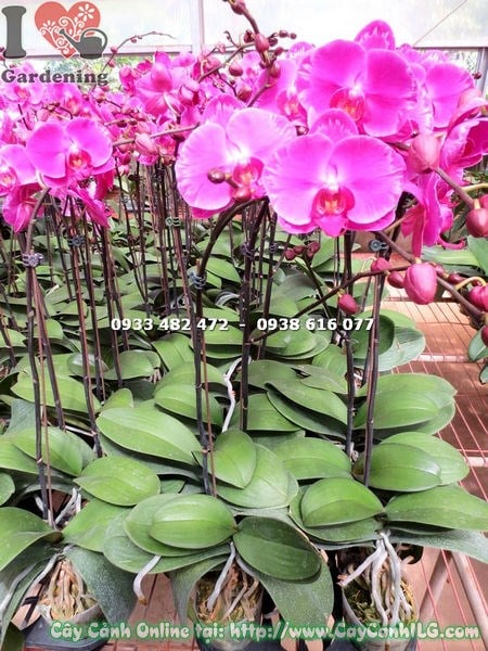 Cây lan hồ điệp hoa ánh hồng Ms 15195 – sắc hồng rực rỡ sang trọng