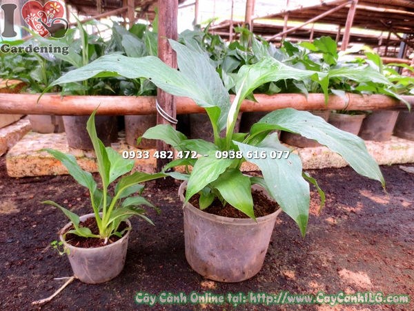 Cây lan ý còn nhỏ trồng chậu trang trí trong nhà đẹp