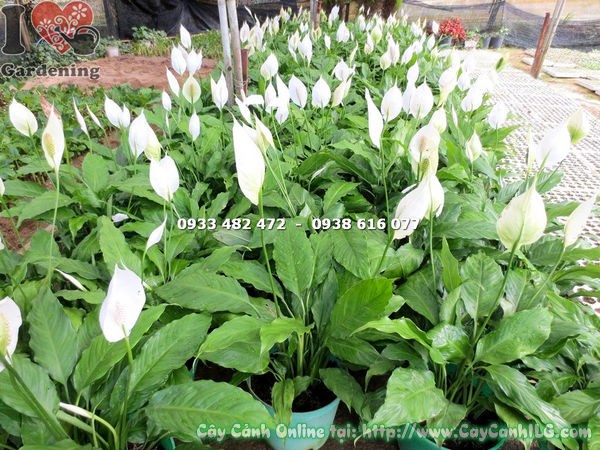 Cây lan ý lớn 40cm trồng chậu trang trí trong nhà
