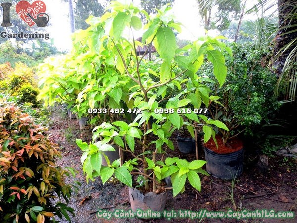 Hoa cây lá trắng – trắng tinh khiết, thanh nhã và ý nghĩa