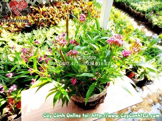 Cây liễu hồng ưa sáng, chịu bóng bán phần
