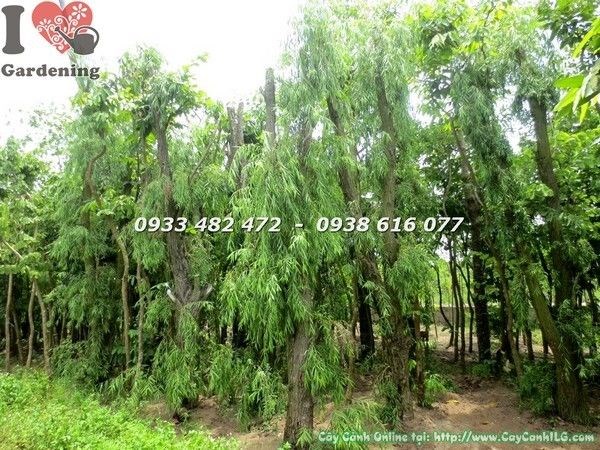 Cây liễu rũ gốc lớn tán xanh mướt trồng cảnh quan đẹp