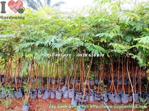 Cây lim sét cao 2m tại vườn ILG – sẵn hàng số lượng lớn