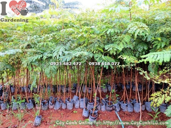 Cây lim sét cao 2m – tán lá xanh mướt, thân cây khỏe mạnh