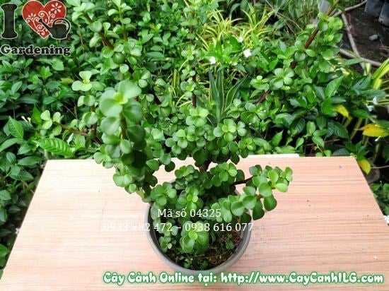 Linh sam Đà Lạt 30cm – ưa nắng nhẹ, tránh nắng gắt trực tiếp