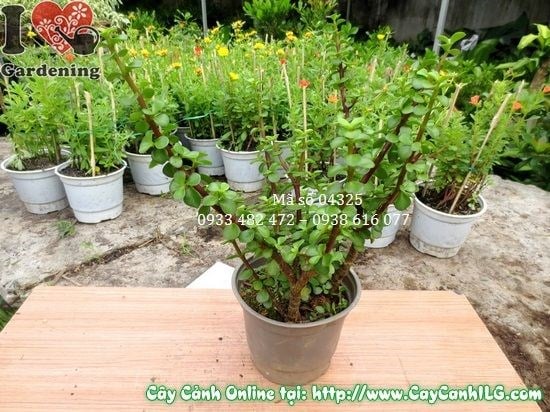 Cây linh sam Đà Lạt 30cm – lá xanh đậm, thân gỗ cứng cáp