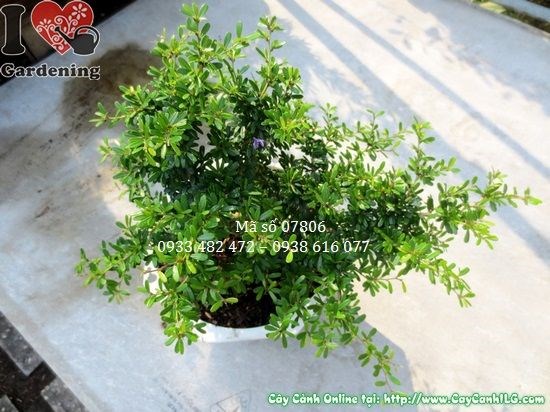 Cây linh sam 22cm trong chậu bonsai mini