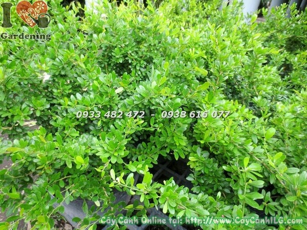 Bệnh và sâu hại thường gặp trên cây linh sam lá