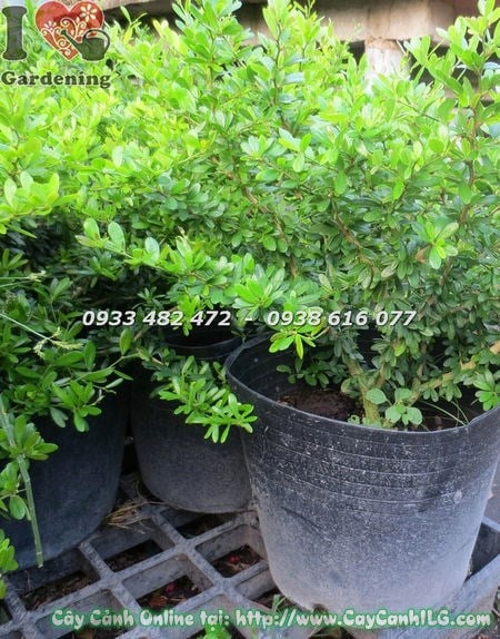 Cây linh sam lá nhỏ hoa tím phát triển tươi tốt