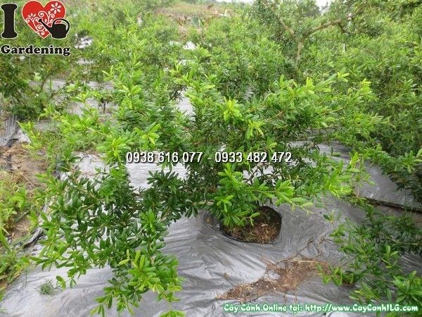 Linh sam lá rí mini cao 20cm – cây bonsai nhỏ đặt bàn trang trí văn phòng