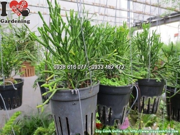 hình ảnh cây lộc nhung chậu treo cao 20cm