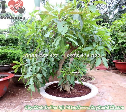 Cây lộc vừng bonsai cao 80cm Ms 18381 tại ILG