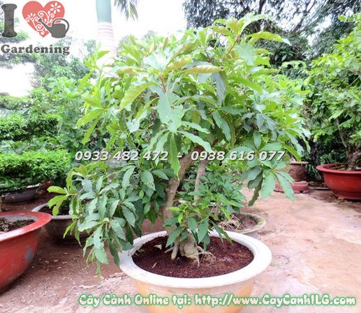 Dáng bonsai lộc vừng cao 80cm uốn thân đẹp tại vườn ILG