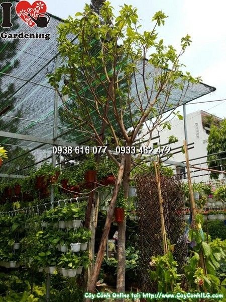 cây lộc vừng 3m5 tán rộng trồng cảnh quan công trình