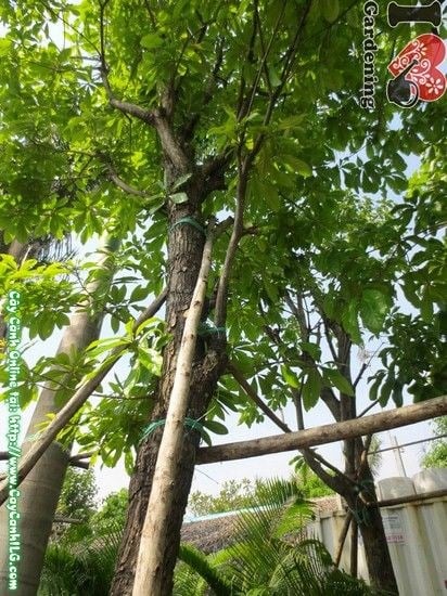 cây lộc vừng cao 4,5m tán rộng sân vườn