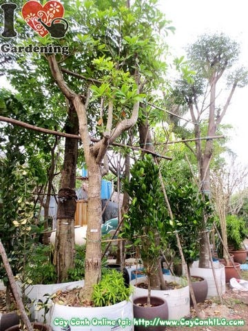 Cây lộc vừng cao 4m Ms 03972 - bóng mát sân vườn công trình