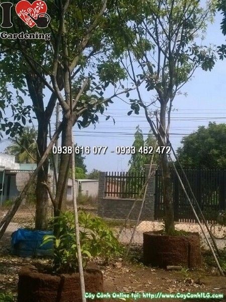 Cây lộc vừng cao 5m đk 28cm hoa đỏ đẹp – Ms 24640 vườn ILG