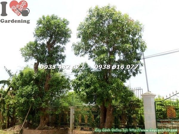 Cây lộc vừng cổ thụ cao 6m đường kính 60cm – Ms 21914 tại vườn ILG