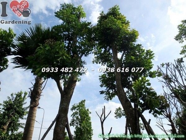 Cây lộc vừng cổ thụ đẹp cao 6m hoành 140cm Ms 21723 - toàn cảnh