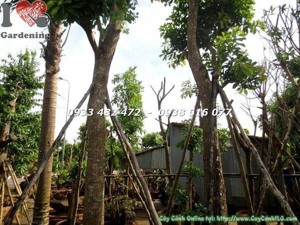 Cây lộc vừng cổ thụ đẹp cao 6m hoành 140cm - thân gốc hoành tráng