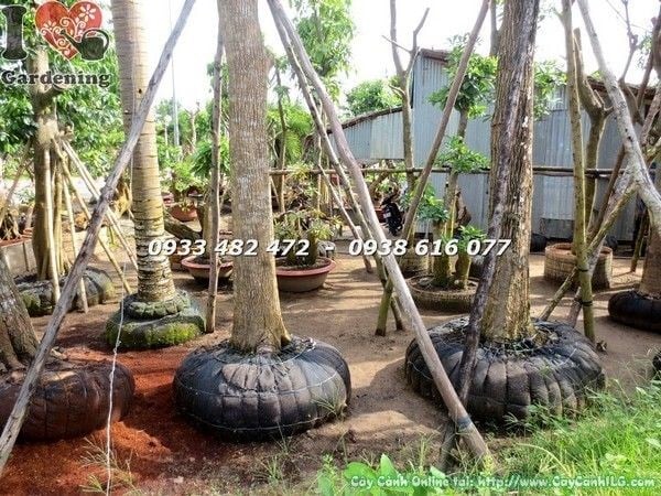 Cây lộc vừng cổ thụ đẹp cao 6m hoành 140cm - vẻ đẹp toàn cảnh công trình