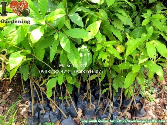 Cây lộc vừng giống cao 80cm Ms 08181 - vườn cây ILG