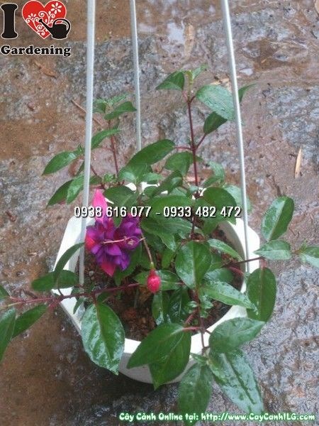 Cây lồng đèn chậu treo hoa đỏ rủ xuống đẹp – Ms 24881 tại ILG