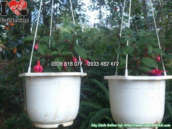 Cây lồng đèn chậu treo nhìn từ trên xuống – hoa đỏ rũ đẹp Ms 24881