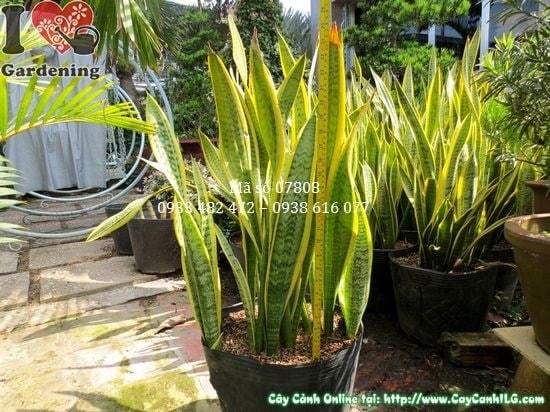 Bụi cây lưỡi hổ lớn đẹp tại vườn ILG